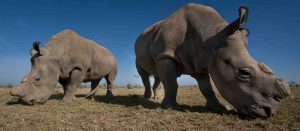 3 Days Sweetwaters And Ol Pejeta Conservancy Safari