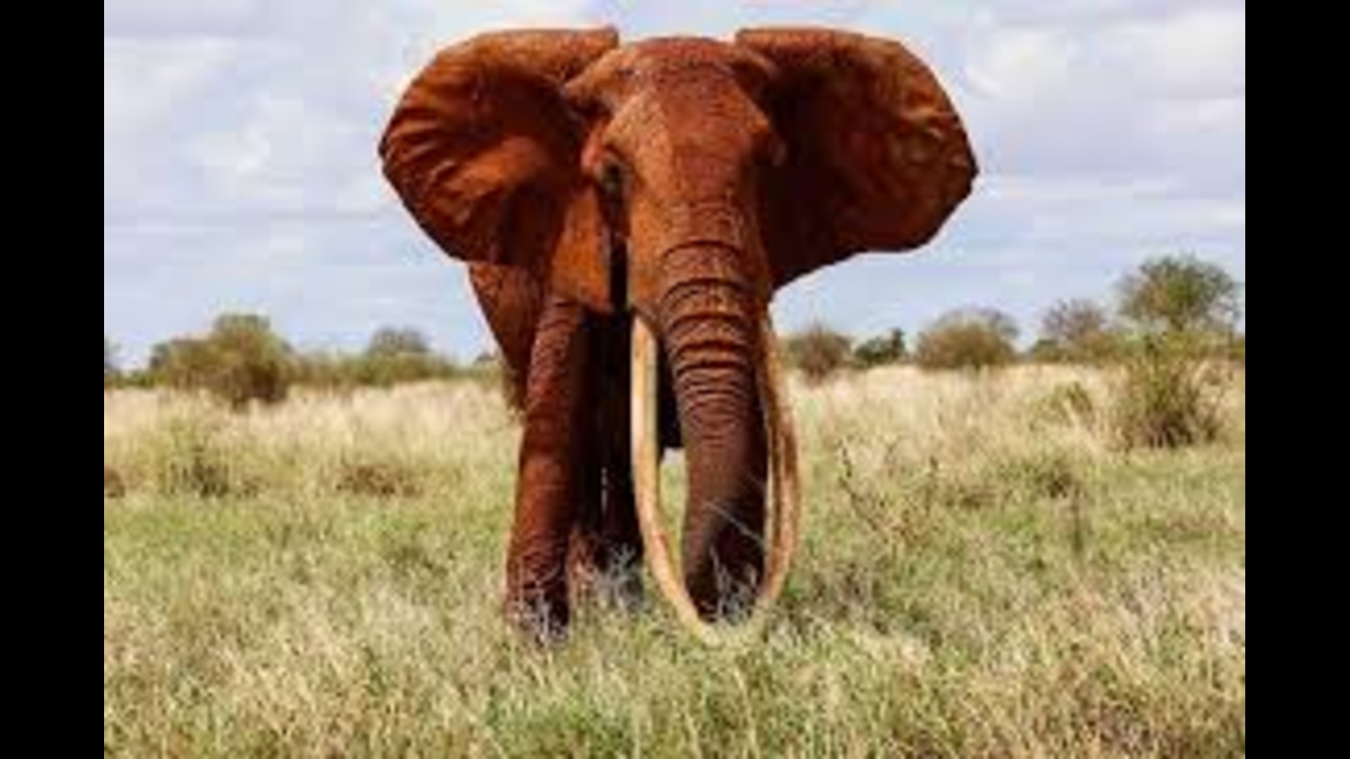 3 Days Tsavo East and West Safari
