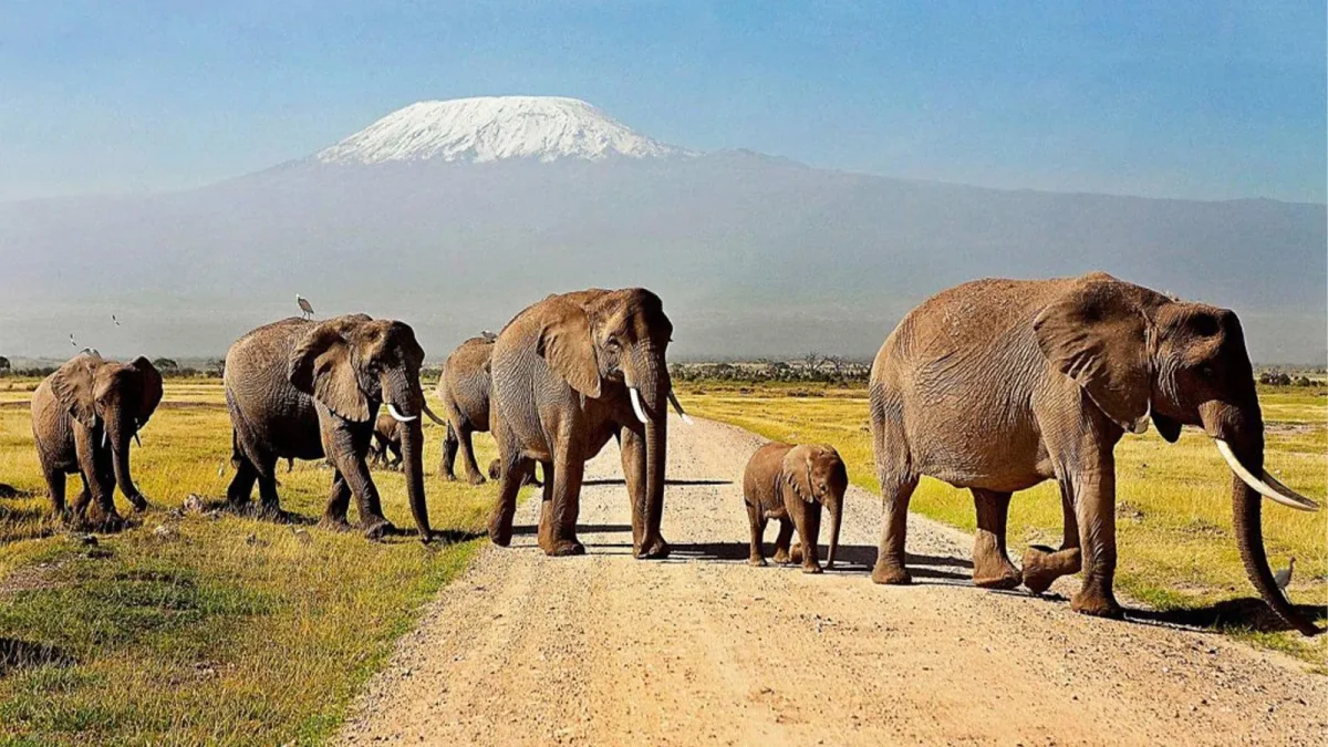 6 Days Tsavo East, Tsavo West & Amboseli Safari Tours