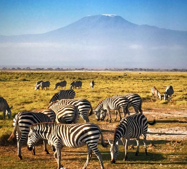 zebra in nairobi park
