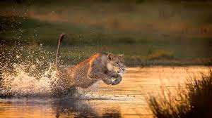 Africa Safari Packages