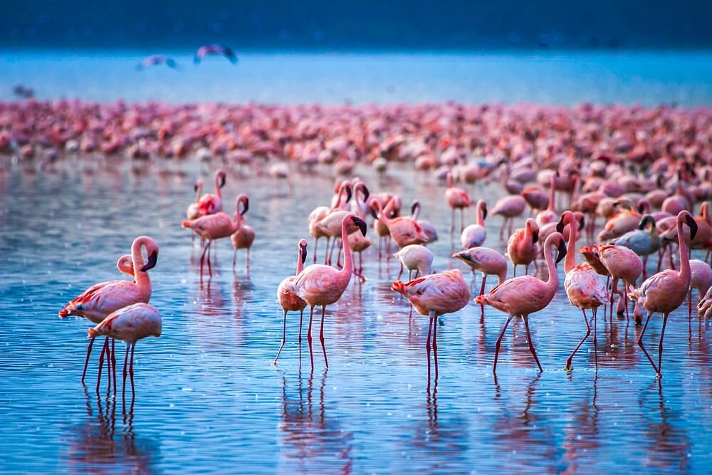 lake nakuru flamingo