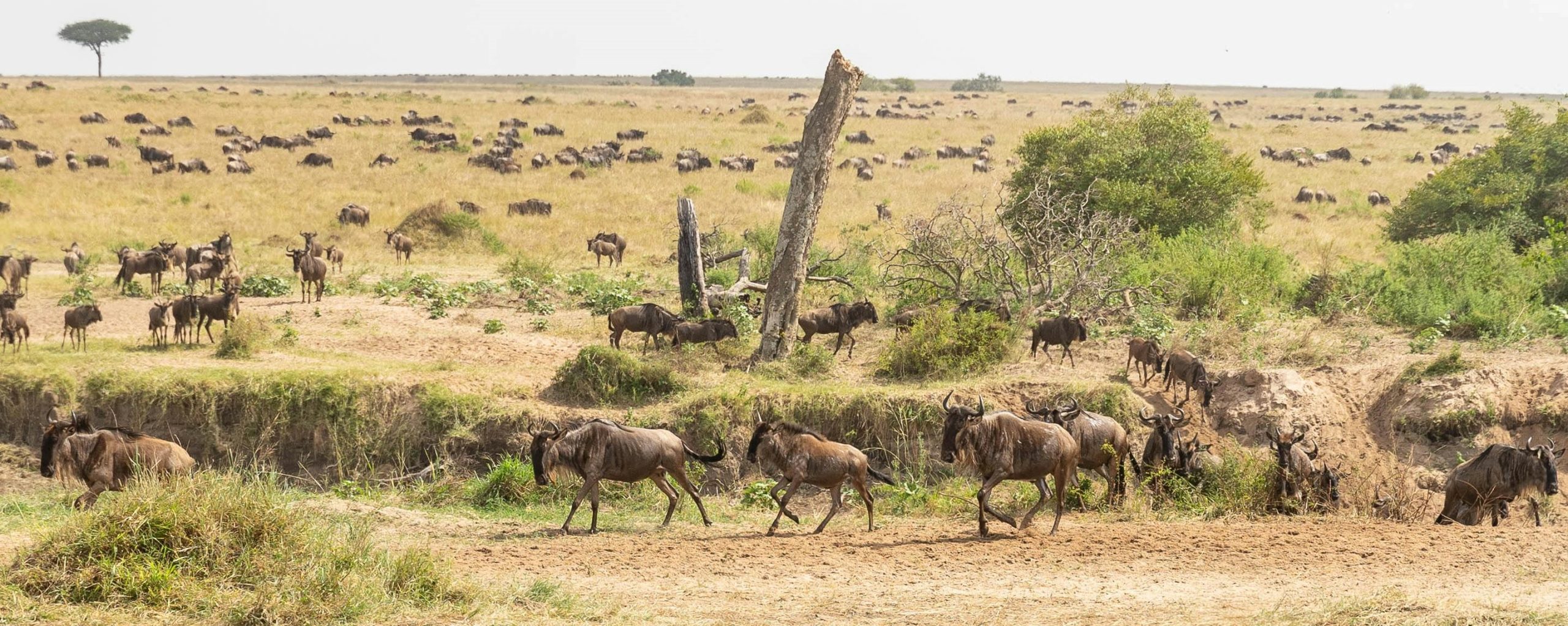 Luxury Safaris In Kenya
