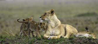 3 days masai mara budget safari