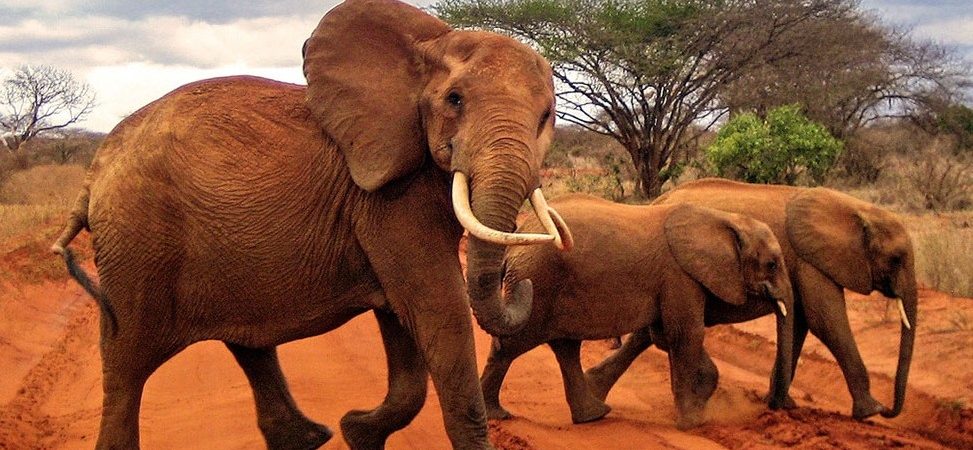 Tours and Safaris Kenya
