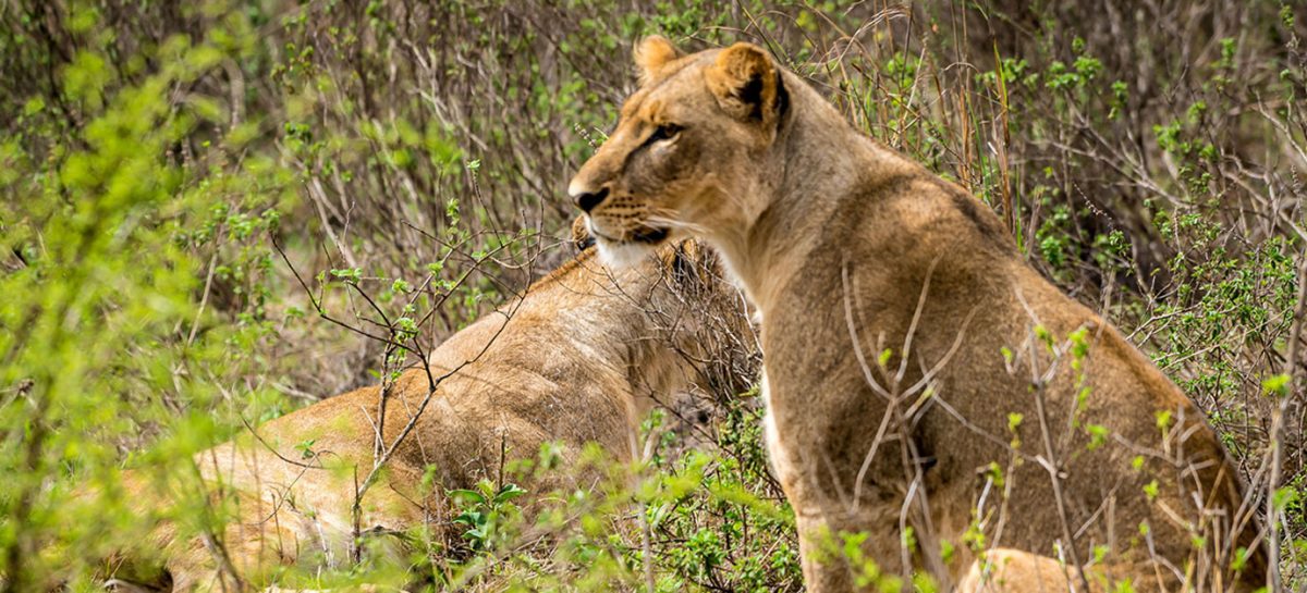 1 Days Safari from Diani Beach