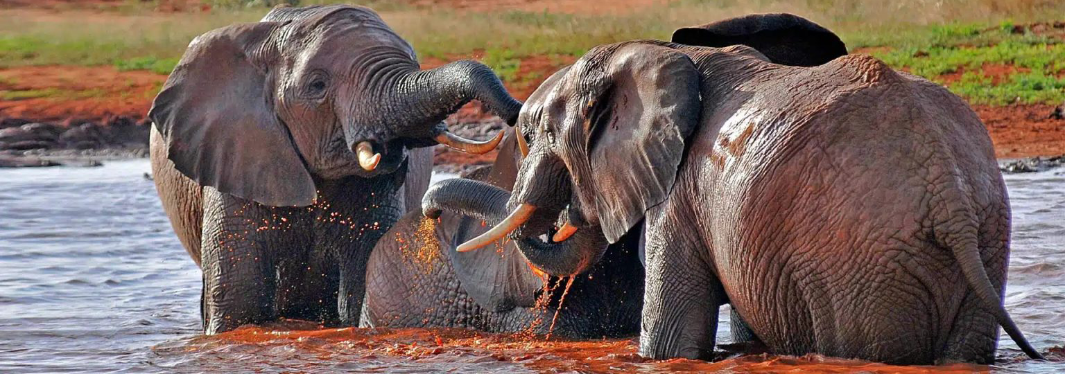 Cheap Safari Tours in Tanzania