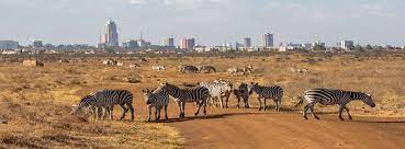 Nairobi National Park Tour
