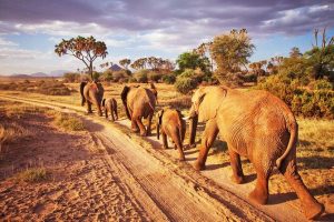 2 days tsavo east safaris