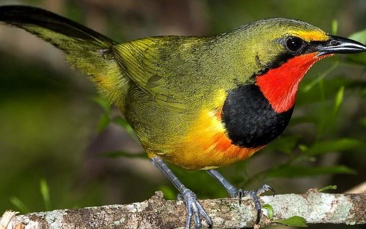 Bird watching Nairobi