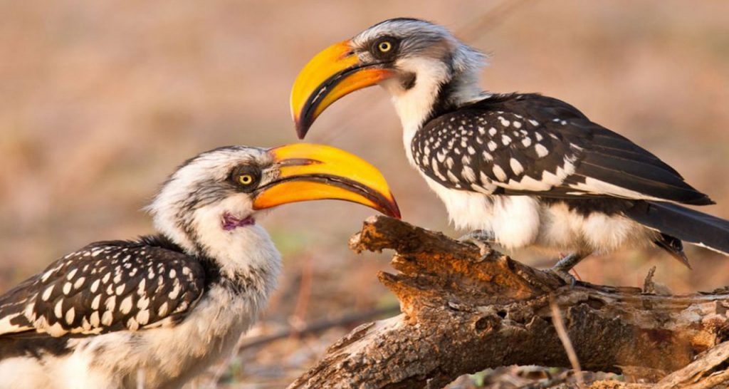 Birding-Arabuko-Sokoke-Forest-National-park_