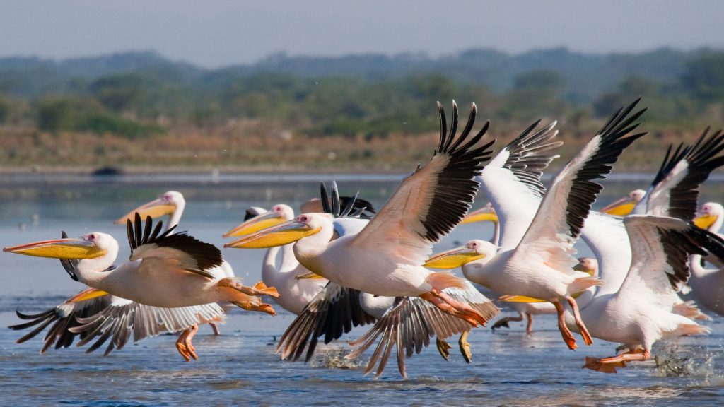 Lake Naivasha birding