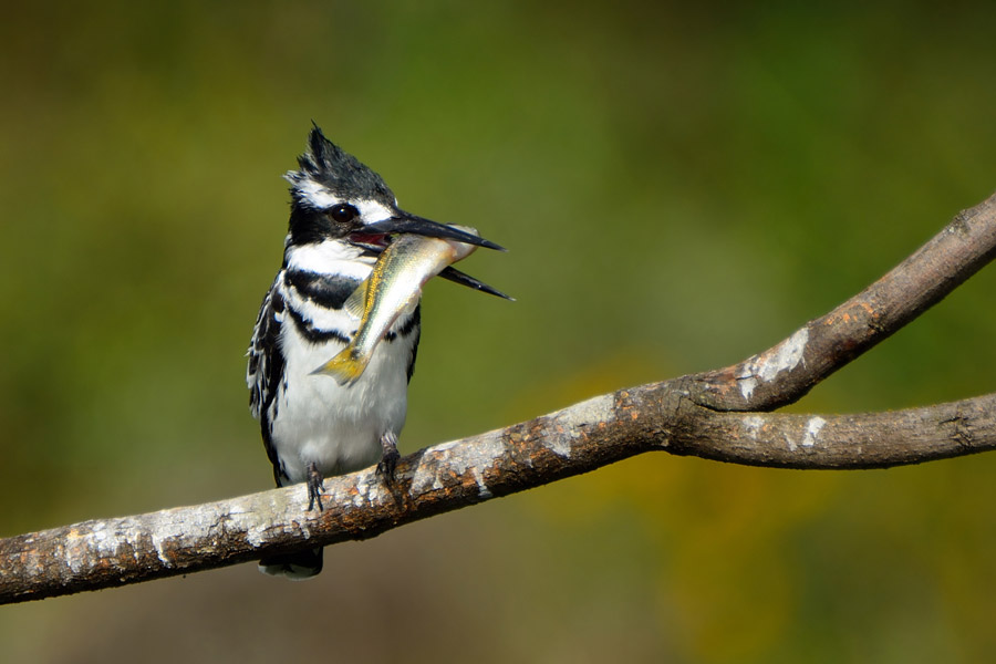 Lake Nakuru Birding