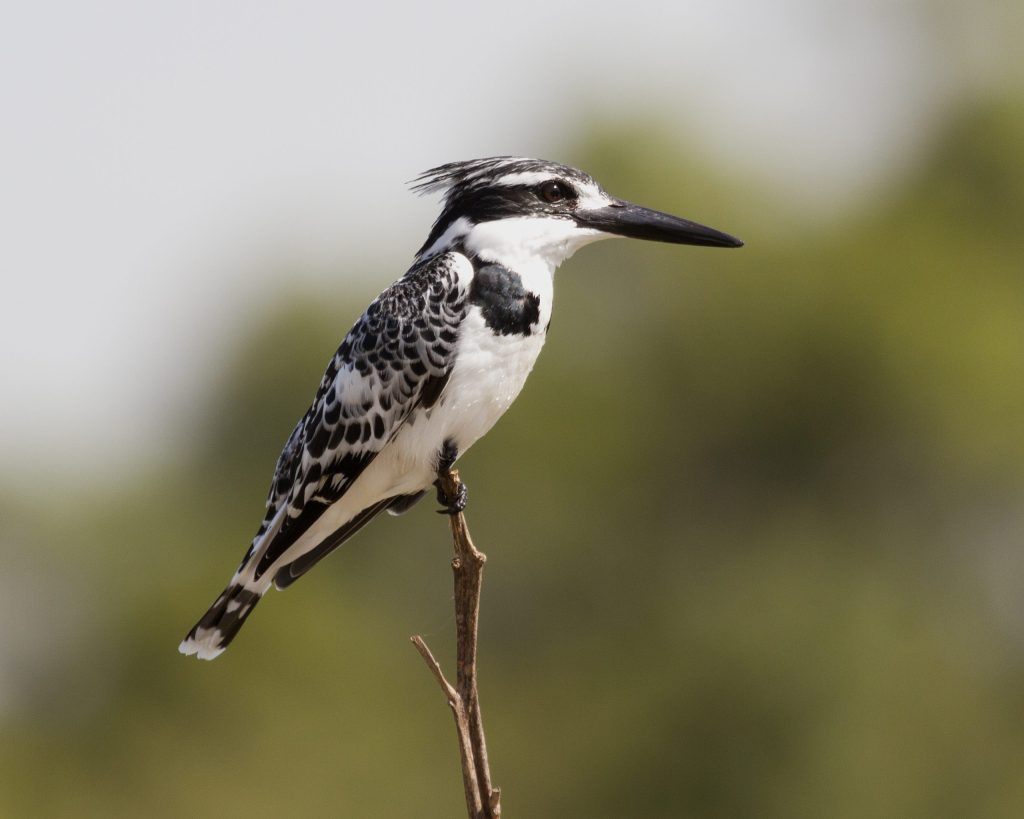 Tsavo east birding