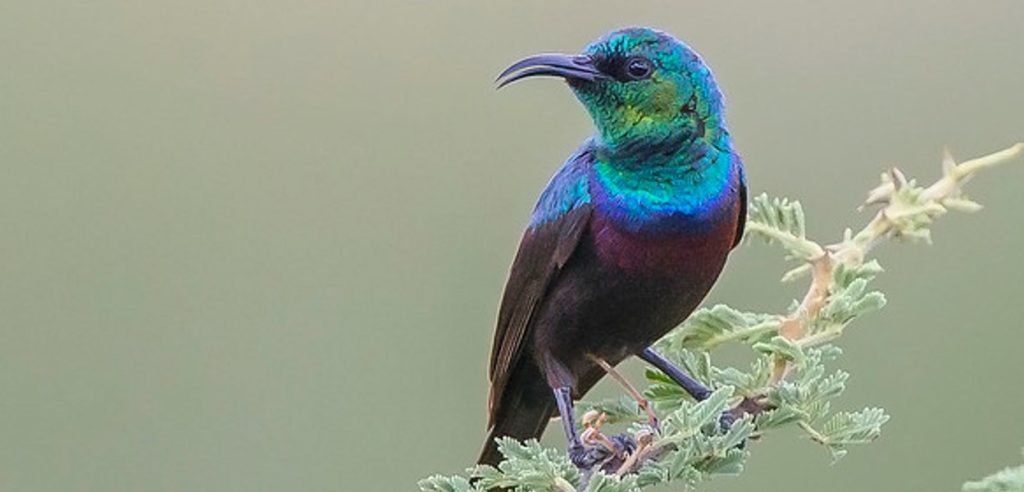 tsavo birding
