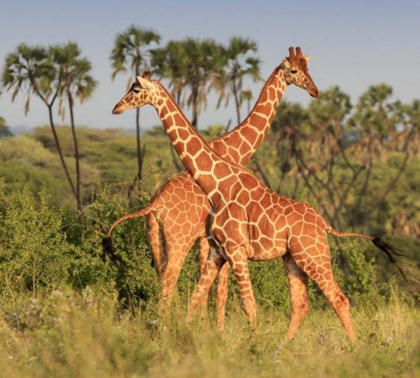 Kenya national parks