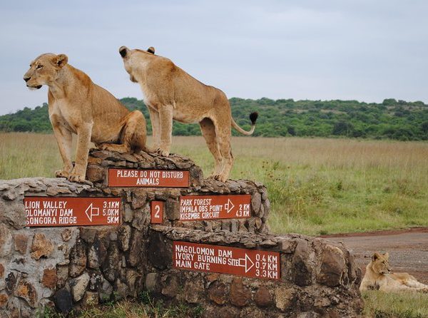 What animals can I see in nairobi national park