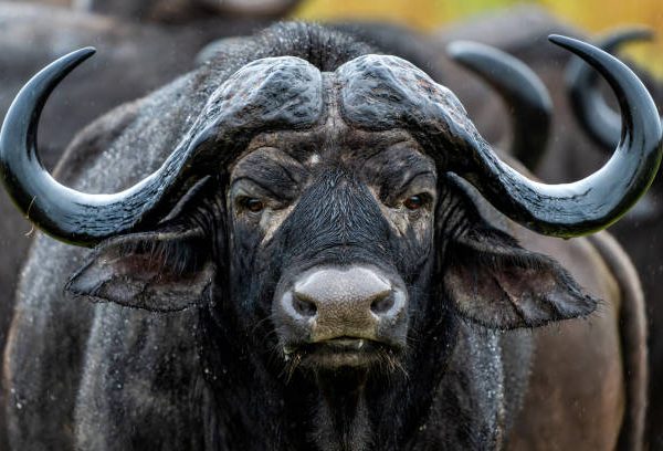 buffalo