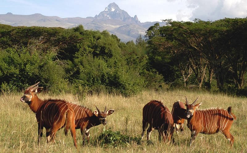 6 Days Amboseli, Tsavo West & Tsavo East Safari