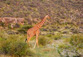 Last-Minute Kenya Safari Deals