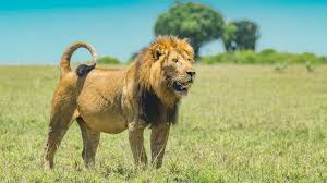 Kenya Safari Packages