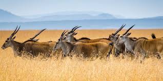 Kenya Trips Packages