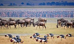 1 Day Safaris from Diani
