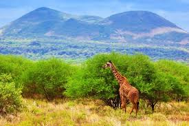 Best Safaris in Kenya