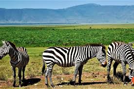 3 Days Tanzania Safari