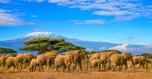 Kenya Safaris from Nairobi
