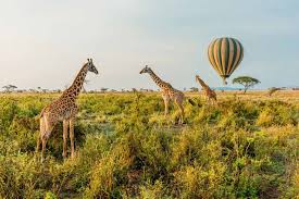 1 Day Tsavo East Safari