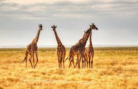 Best Safaris in Kenya