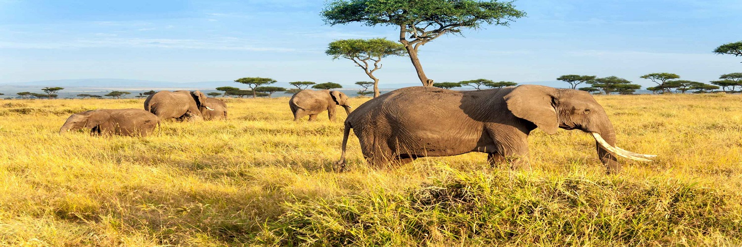 8-Day Tsavo East, Tsavo West & Amboseli Safari from Mombasa