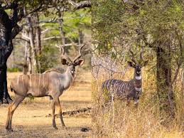 KUDU
