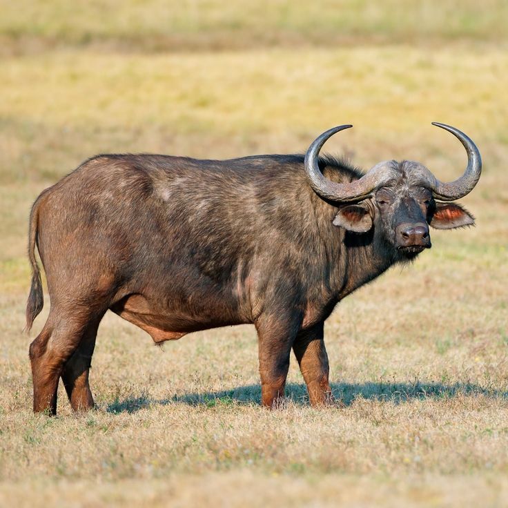 African buffalo in Masai Mara and Tsavo — Kenya Big Five