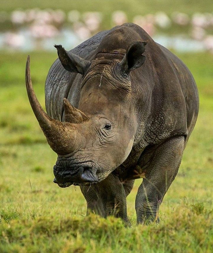 Black rhino in Nairobi National Park and Ol Pejeta — Kenya safari