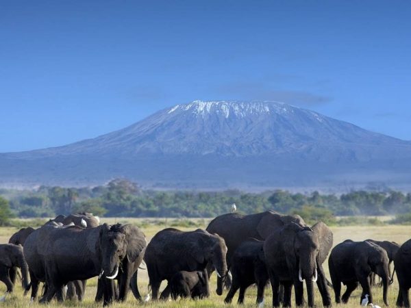 Tsavo east safari 2 Days Tsavo East Safari from Mombasa